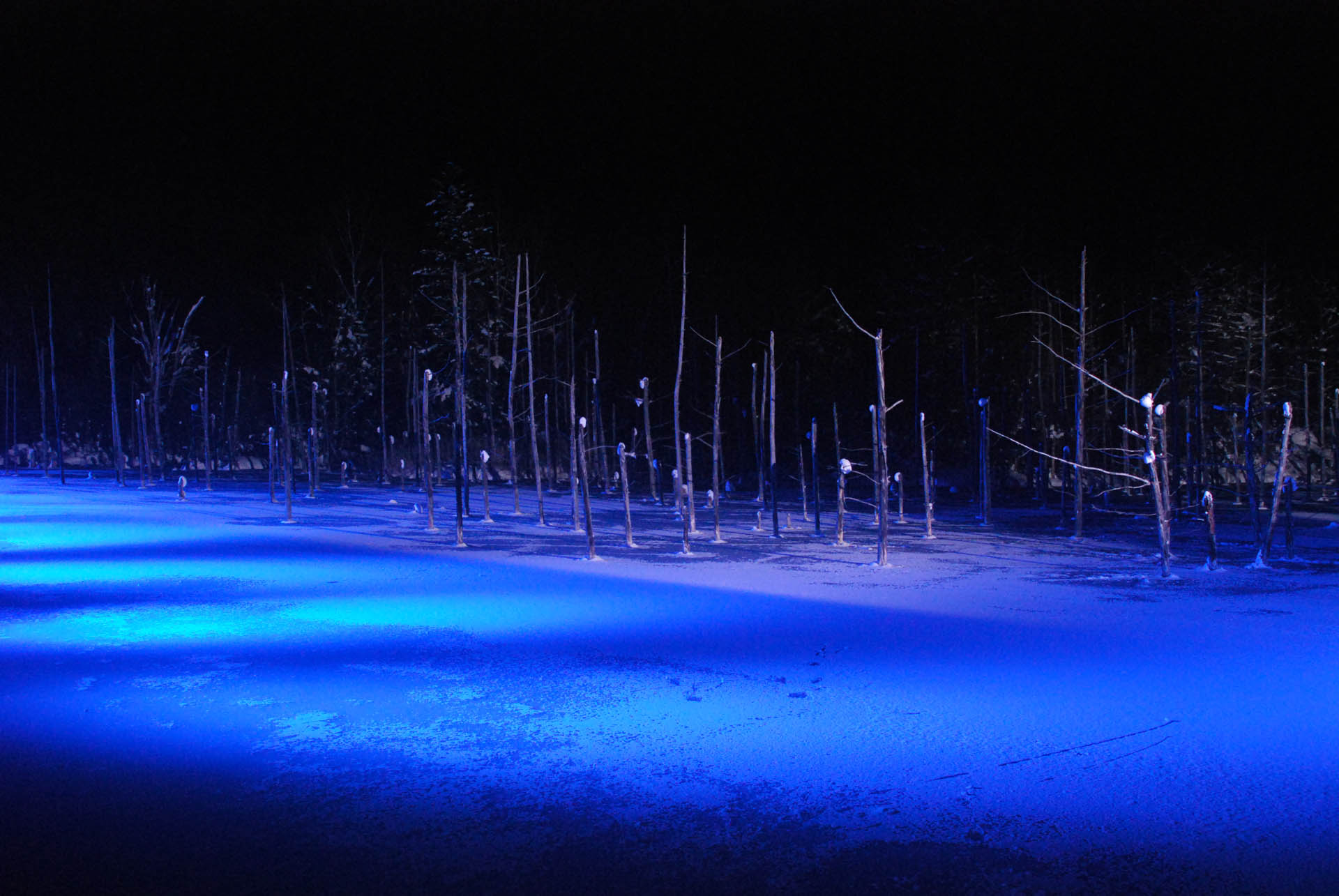 青い池 風景写真ライブラリー 北海道美瑛町