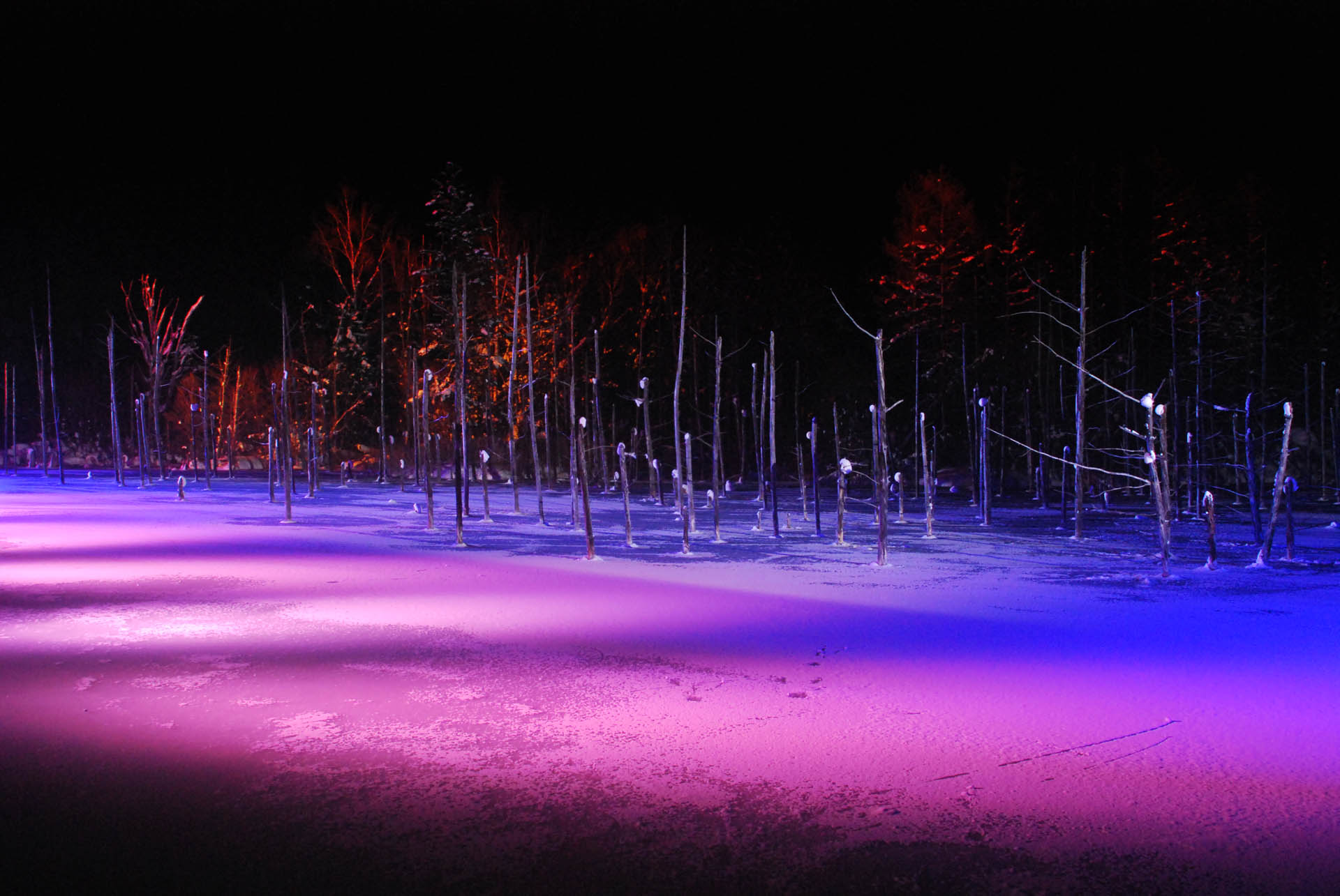 青い池 風景写真ギャラリー 美瑛町 白金