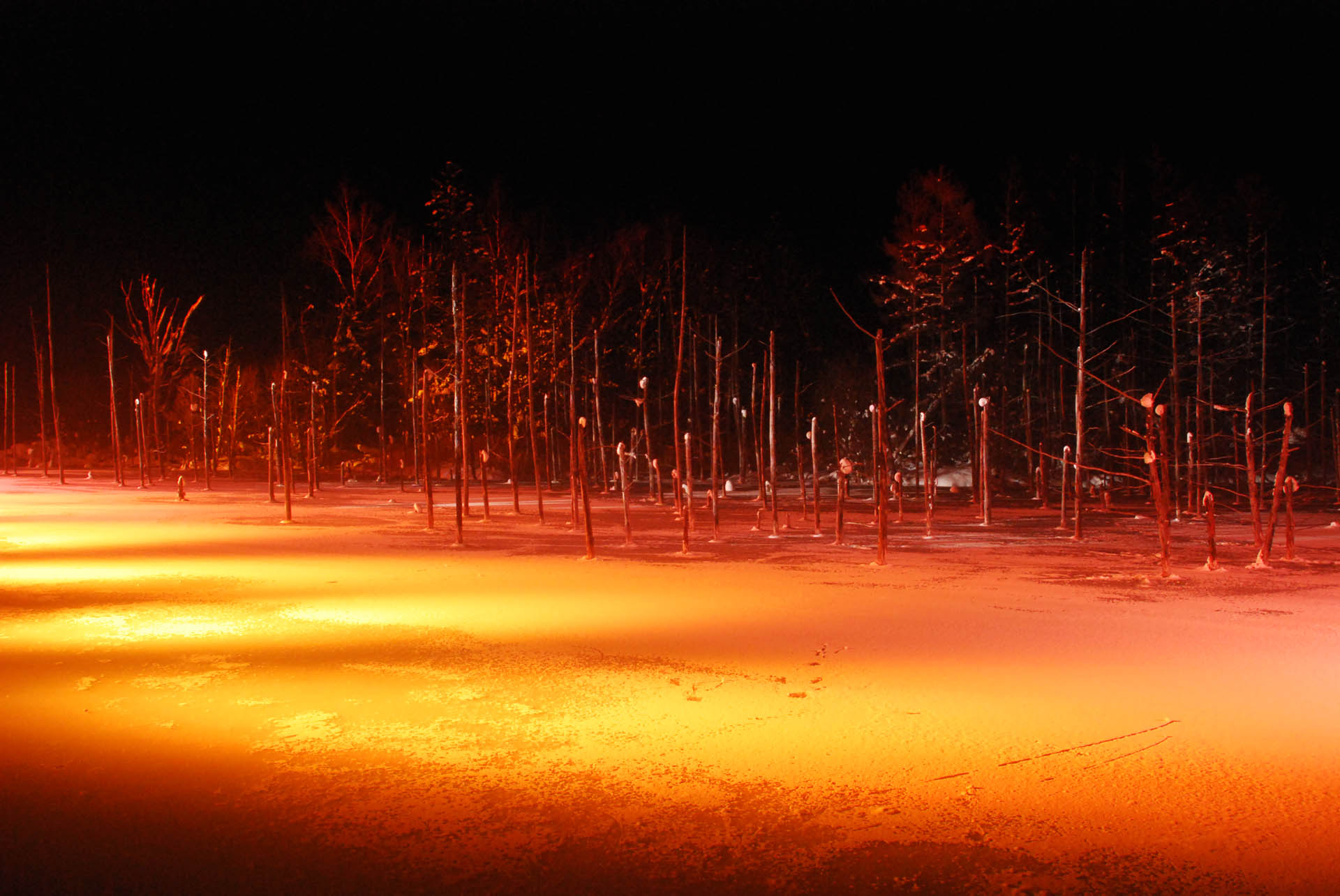 青い池 風景写真ギャラリー 北海道 神秘 幻想的
