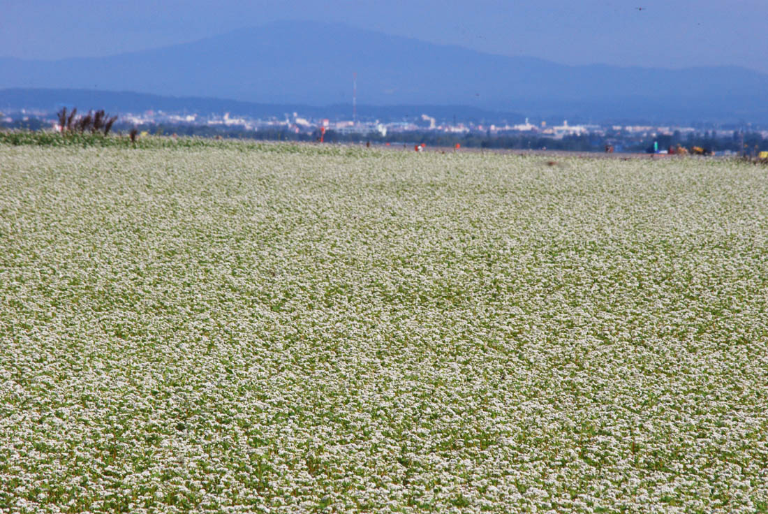 美瑛 風景写真ギャラリーweb制作|旭川空港付近より