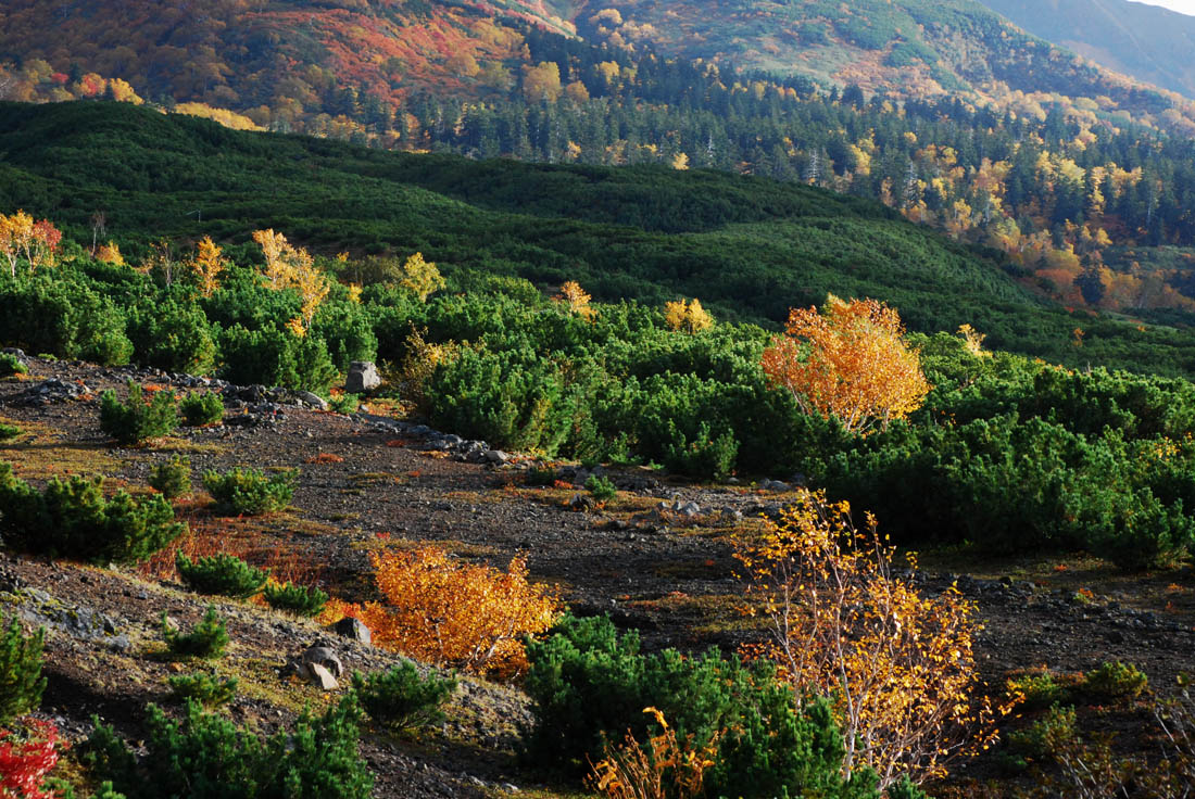 大雪山十勝岳紅葉 写真ギャラリー 美瑛町望岳台側