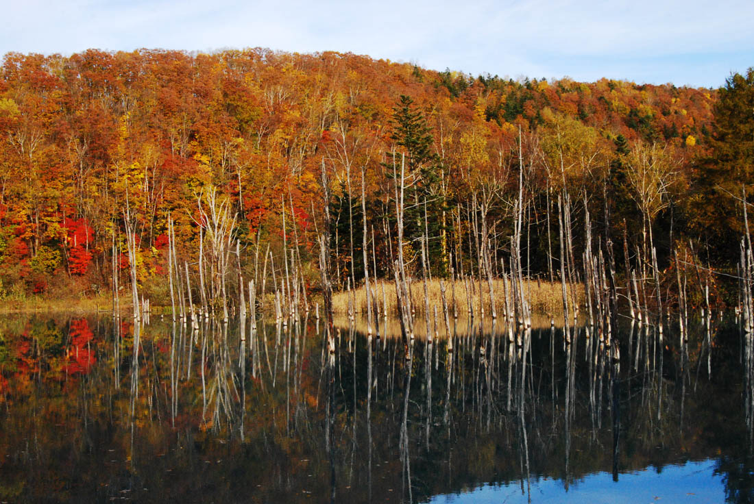 美瑛 風景写真ギャラリーweb制作|紅葉の青い池