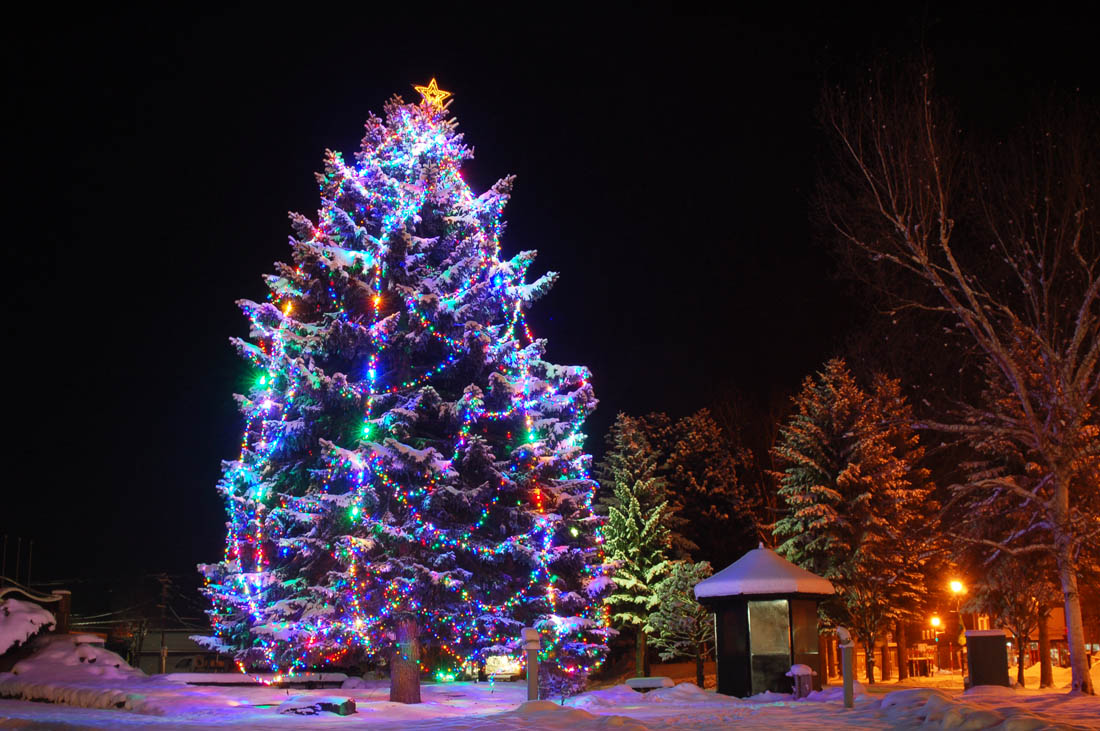 美瑛 風景写真ギャラリーweb制作|美瑛市街地 役場のツリー