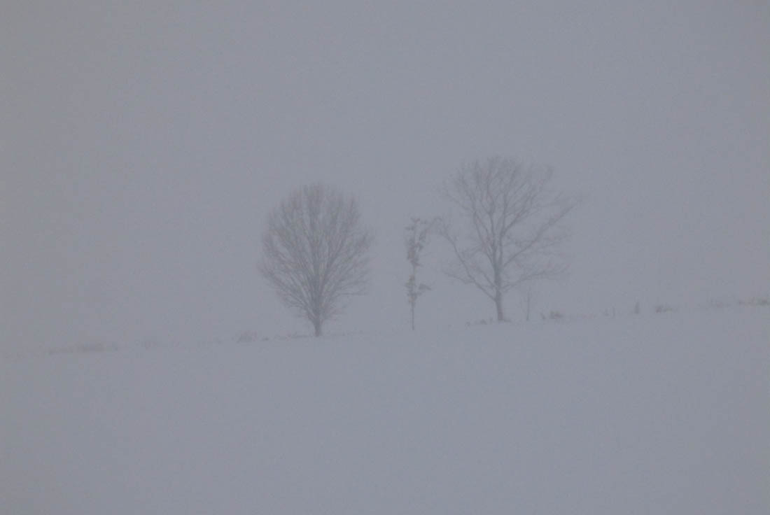 美瑛 風景写真ギャラリーweb制作|軽い吹雪の親子の木