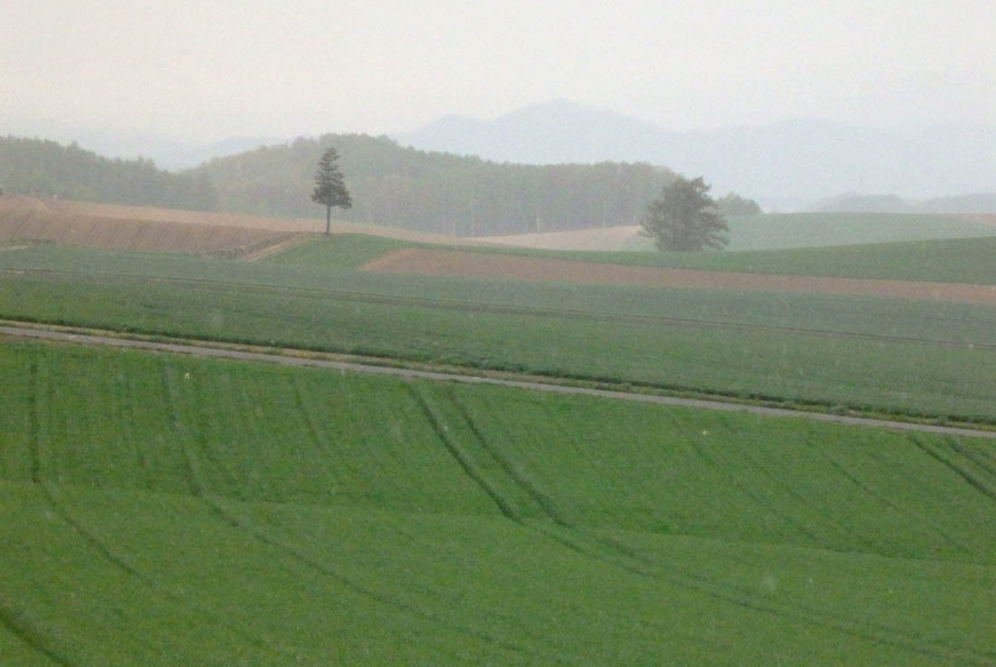 美瑛 風景写真ギャラリーweb制作|雨のパッチワークの路