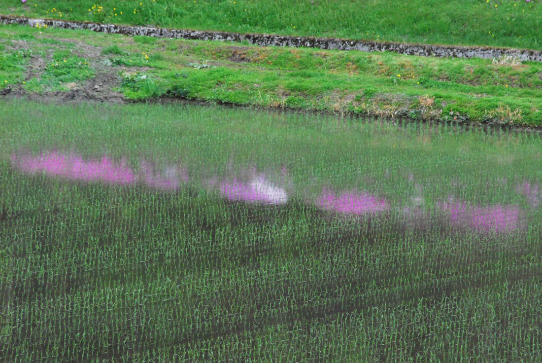 美瑛 風景写真ギャラリーweb制作|水鏡シバザクラ