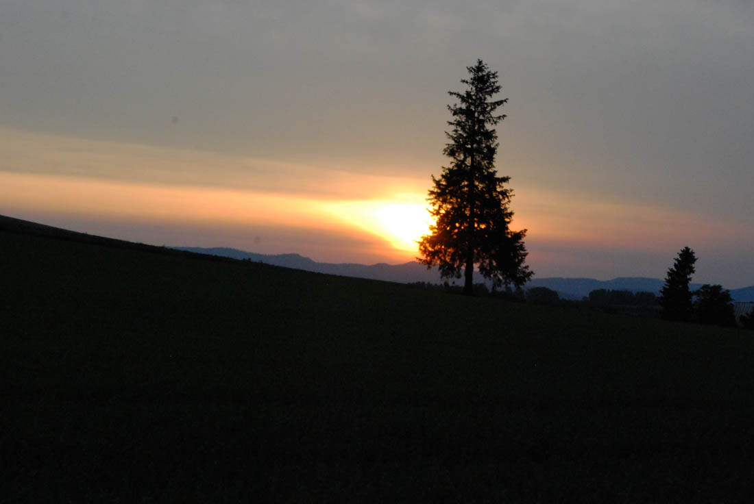 美瑛 風景写真ギャラリーweb制作|クリスマスツリー木