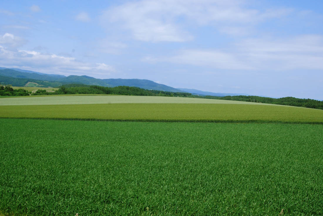 美瑛 風景写真ギャラリーweb制作|旭地区より