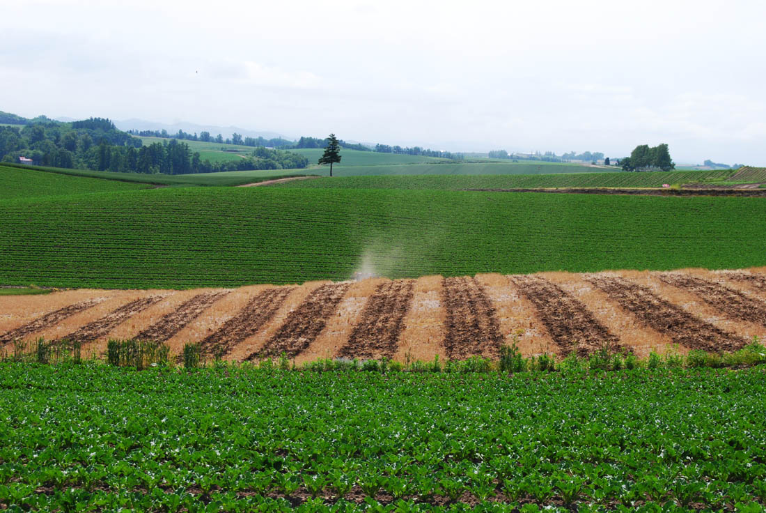 美瑛 風景写真ギャラリーweb制作|旭地区より