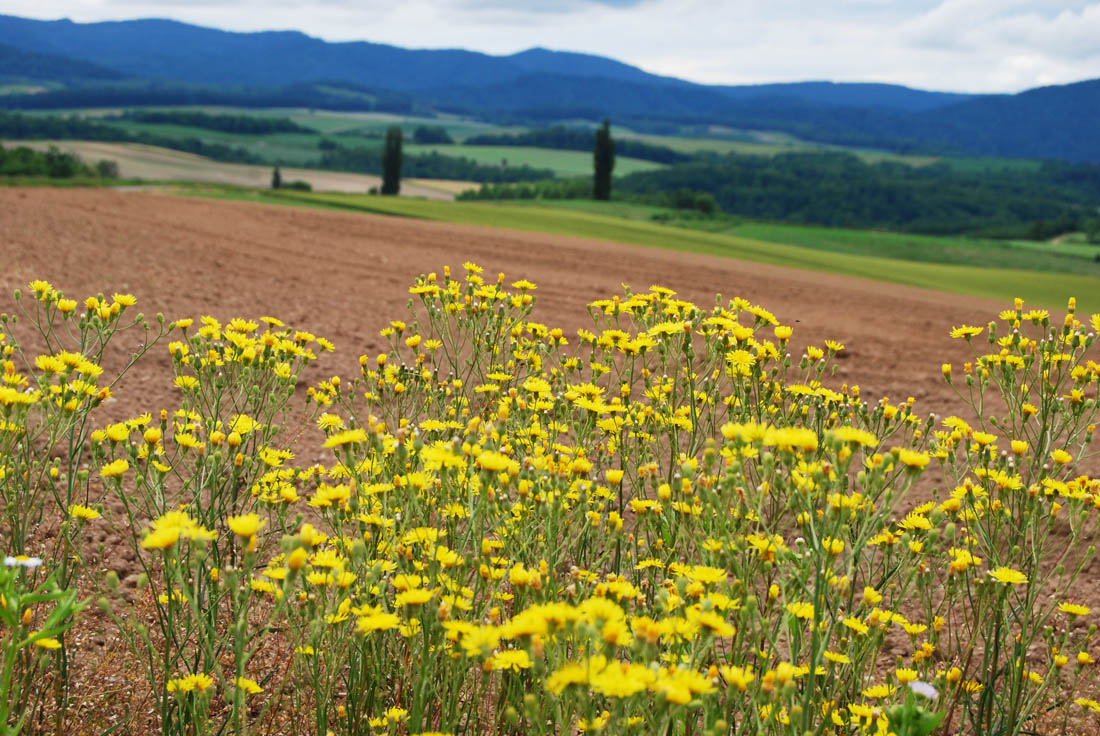 美瑛 風景写真ギャラリーweb制作|大村地区にて