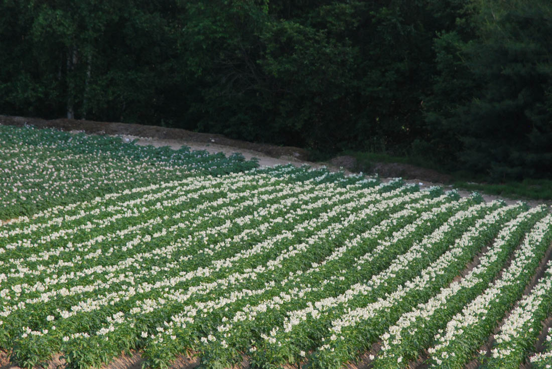 美瑛 風景写真ギャラリーweb制作|藤野 ジャガイモ花