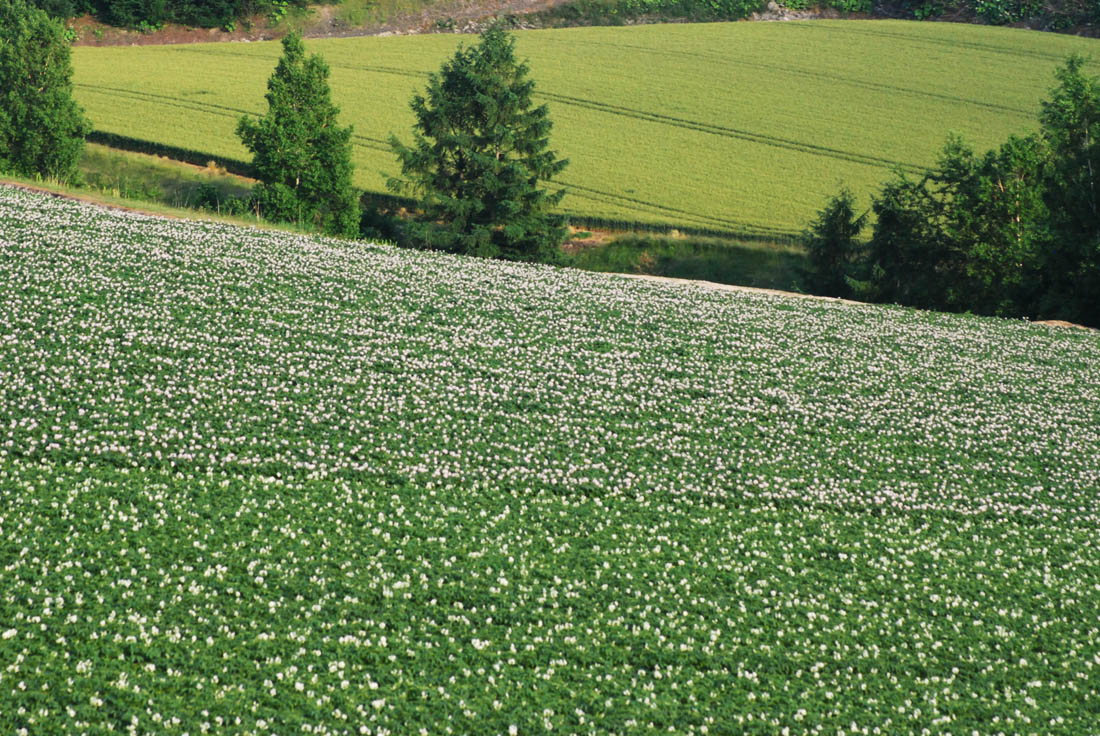 美瑛 風景写真ギャラリーweb制作|藤野 ジャガイモ花