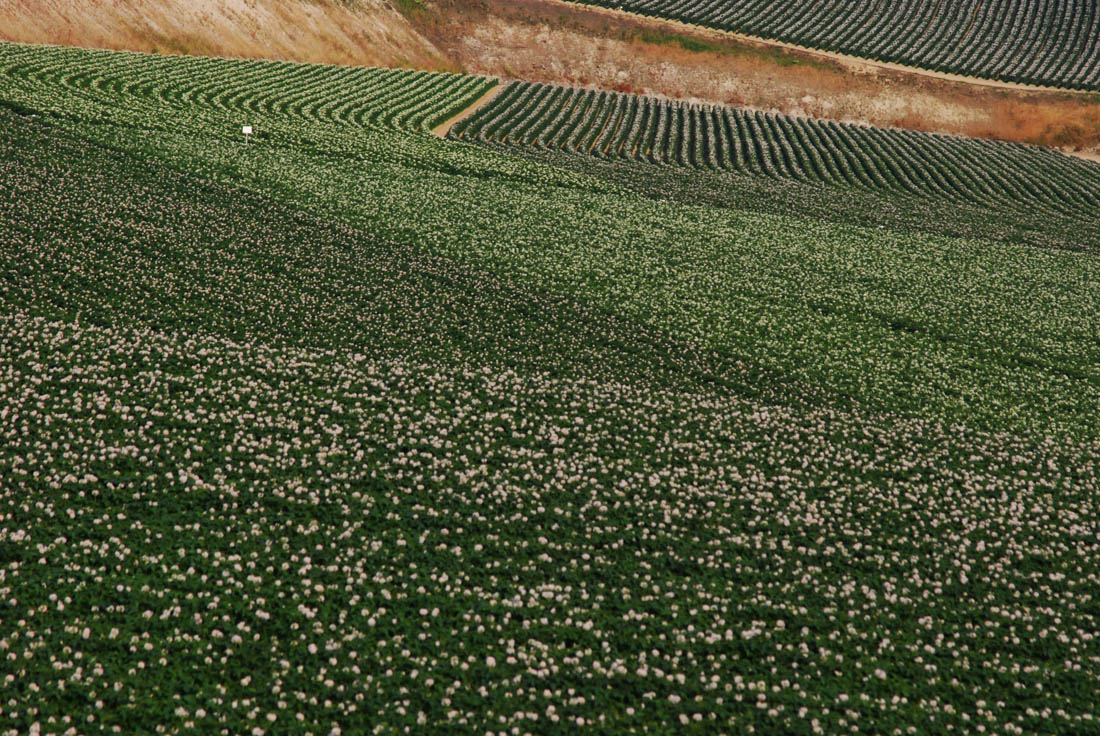 美瑛 風景写真ギャラリーweb制作|藤野 ジャガイモ花