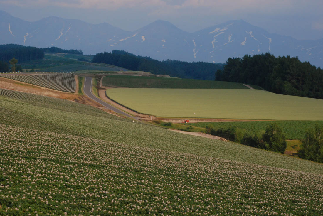 美瑛 風景写真ギャラリーweb制作|藤野 ジャガイモ花