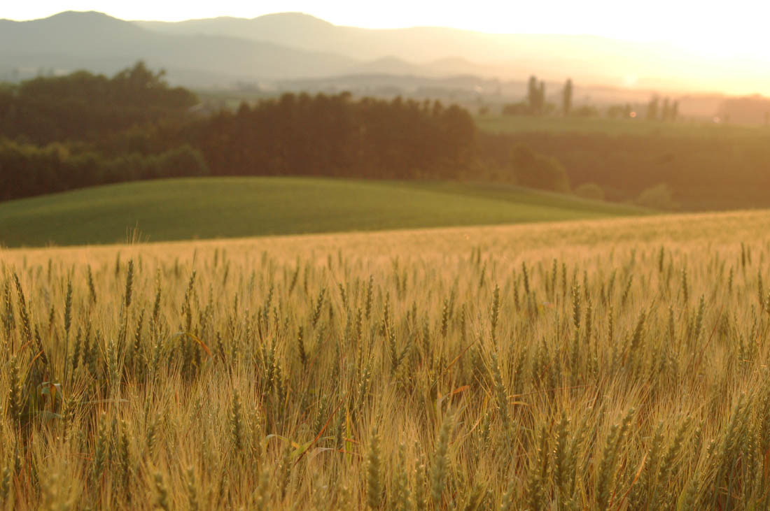 美瑛 風景写真ギャラリーweb制作|福富瑛進 麦の穂