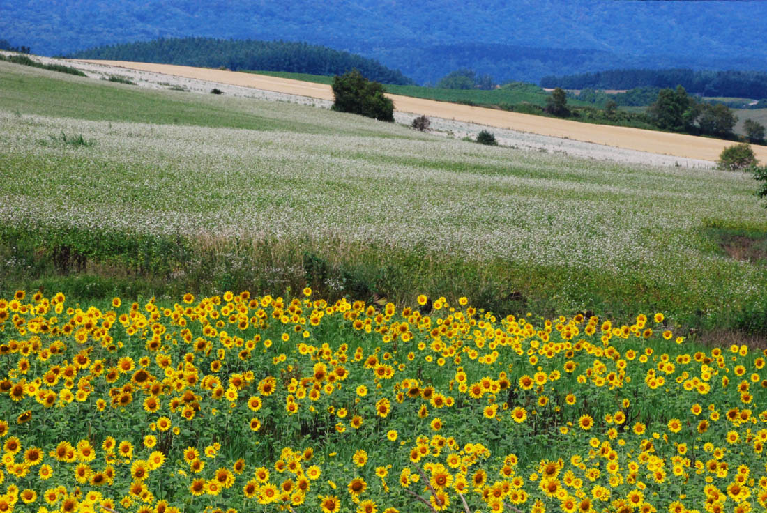 美瑛 風景写真ギャラリーweb制作|大村地区 ひまわり