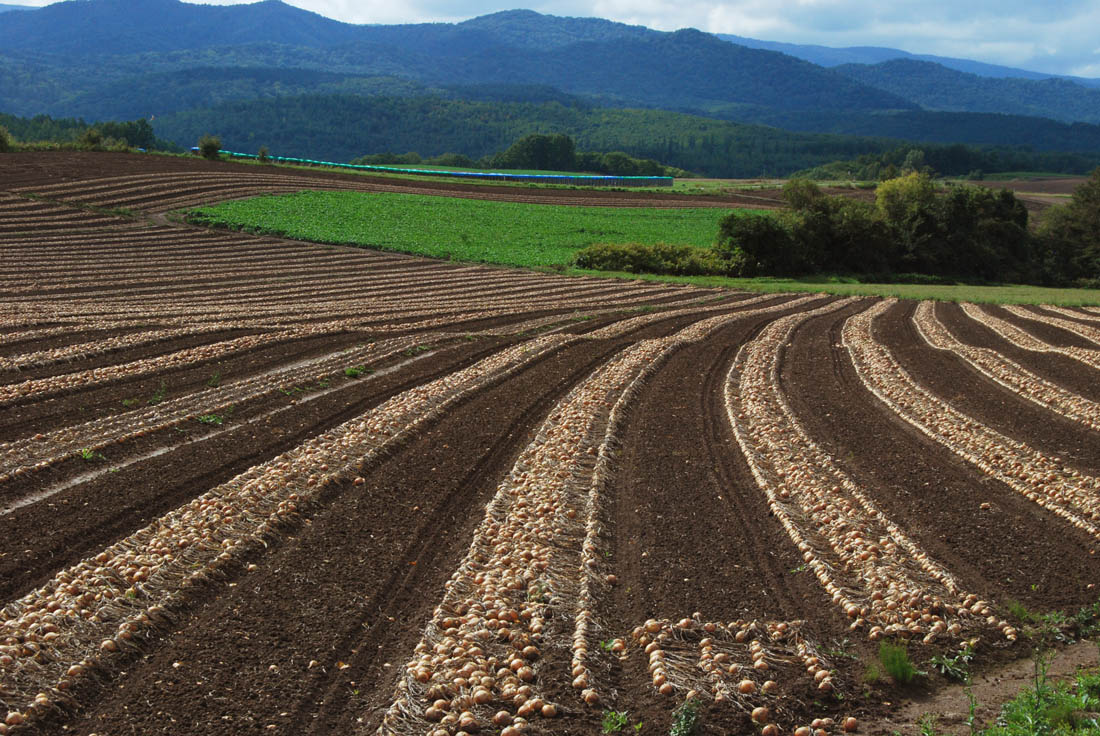 美瑛 風景写真ギャラリーweb制作|玉葱収穫時期