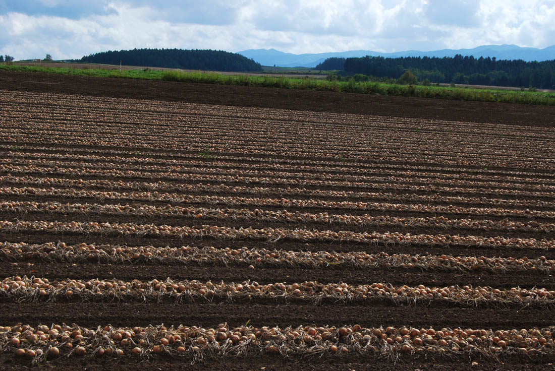 美瑛 風景写真ギャラリーweb制作|玉葱 パッチワークの路