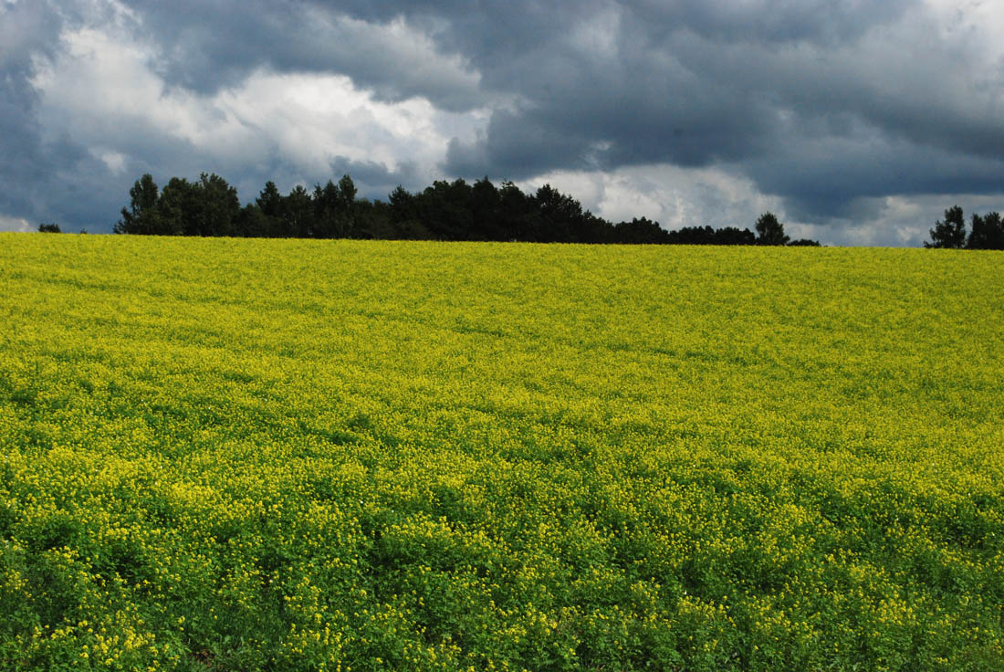 美瑛 風景写真ギャラリーweb制作|パッチワーの路