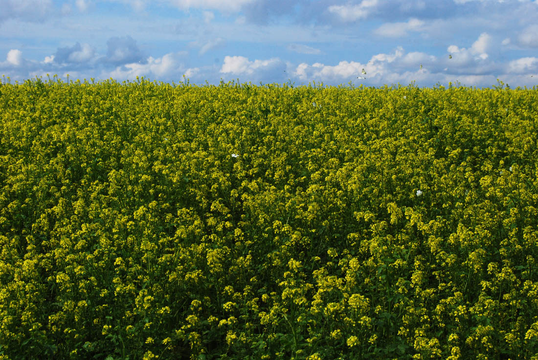 美瑛 風景写真ギャラリーweb制作|キガラシ