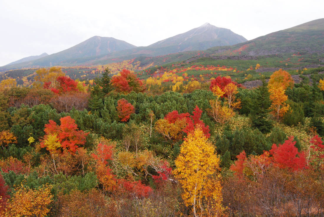 美瑛 風景写真ギャラリーweb制作|望岳台紅葉最盛期