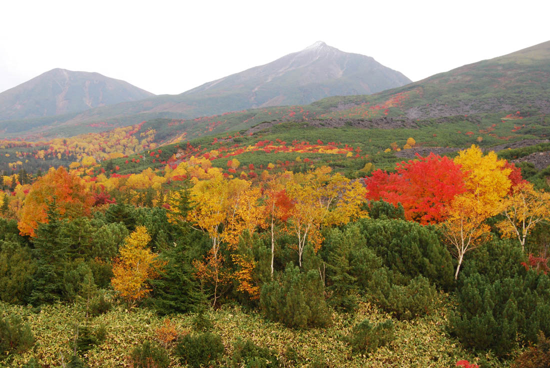 美瑛 風景写真ギャラリーweb制作|望岳台付近にて