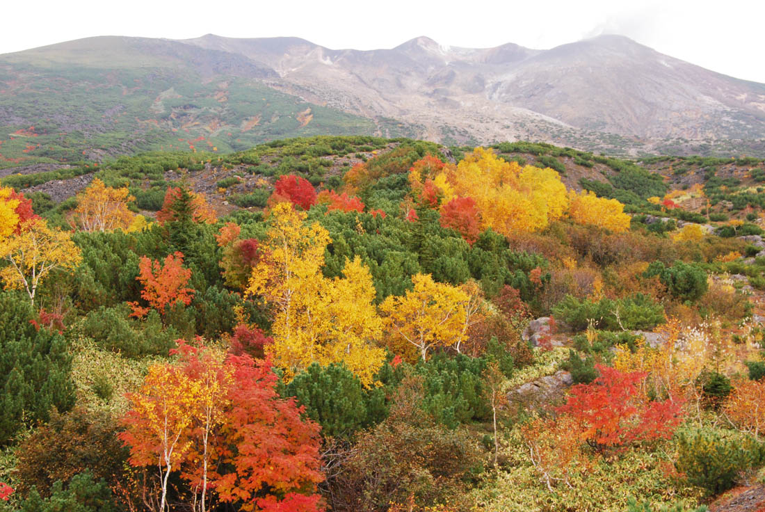 美瑛 風景写真ギャラリーweb制作|紅葉見頃です