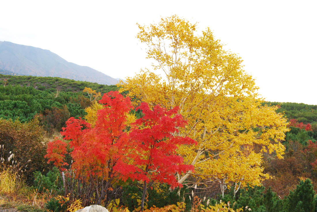 美瑛 風景写真ギャラリーweb制作|望岳台付近