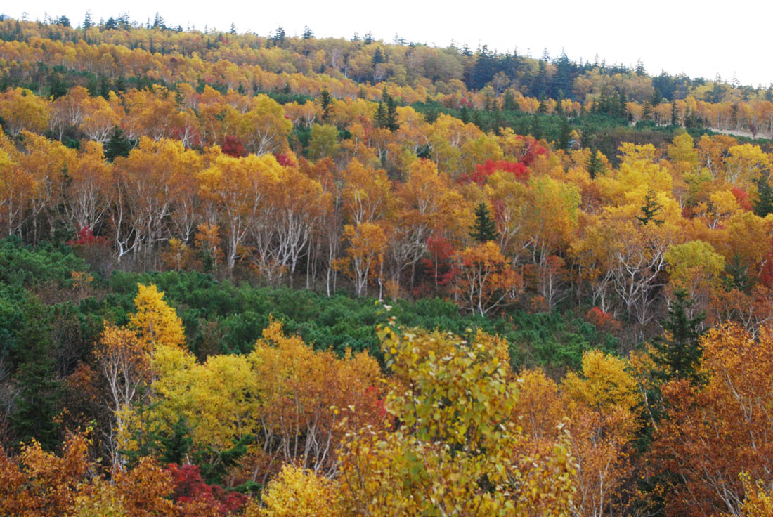 美瑛 風景写真ギャラリーweb制作|上富良野町 吹上
