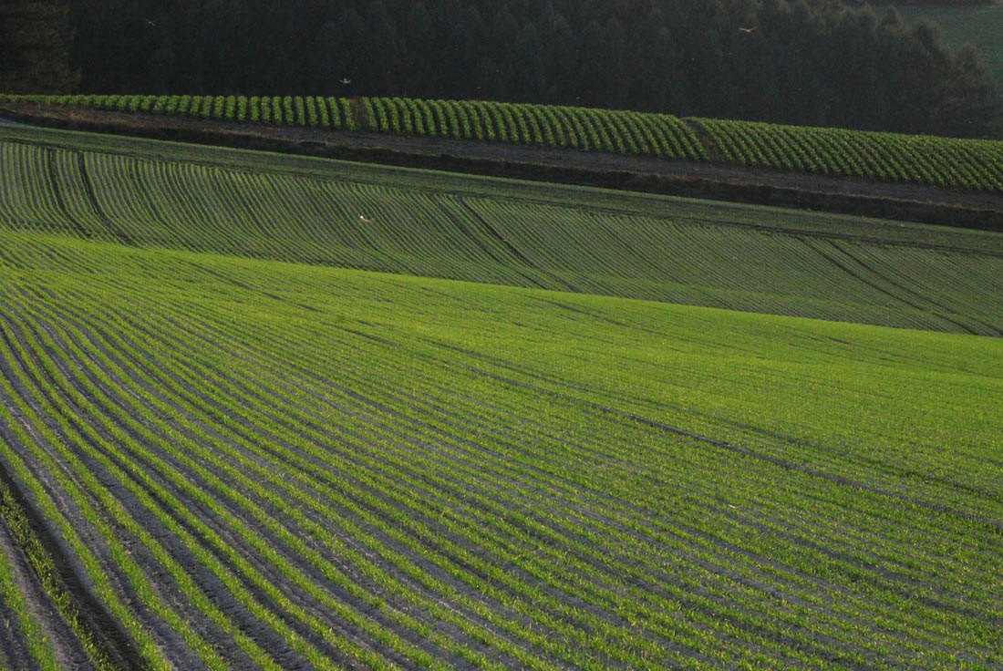 美瑛 風景写真ギャラリーweb制作|福富地区