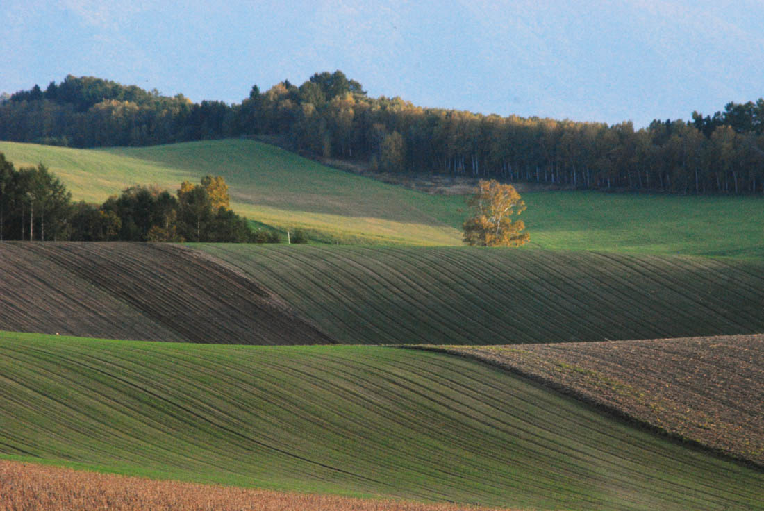 美瑛 風景写真ギャラリーweb制作|福富地区
