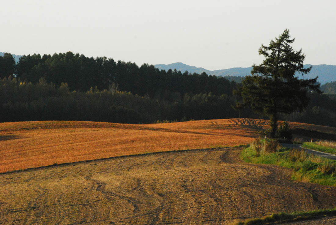 美瑛 風景写真ギャラリーweb制作|福富地区