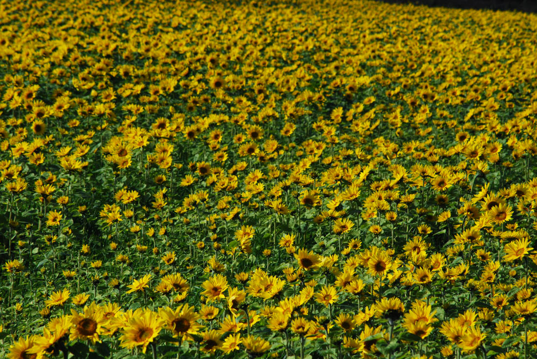 美瑛 風景写真ギャラリーweb制作|白金街道 美沢11線