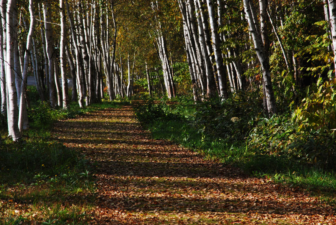 美瑛 風景写真ギャラリーweb制作|白金 道の駅付近