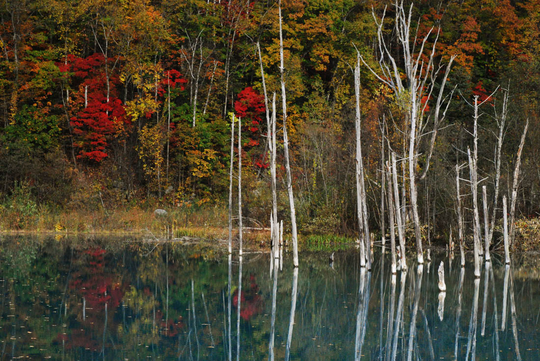 美瑛 風景写真ギャラリーweb制作|青い池 彩の季節