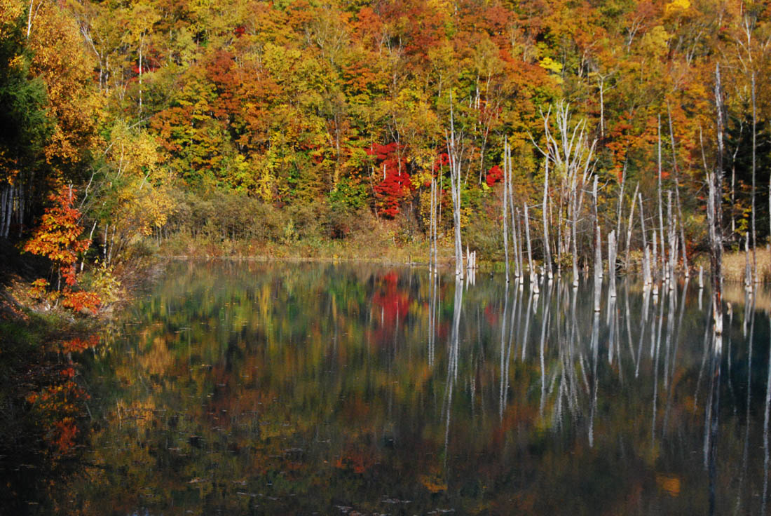 美瑛 風景写真ギャラリーweb制作|紅葉の青い池
