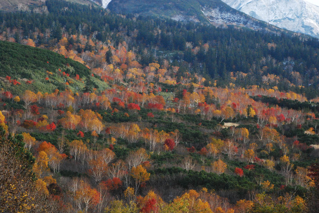 美瑛 風景写真ギャラリーweb制作|上富良野町 吹上