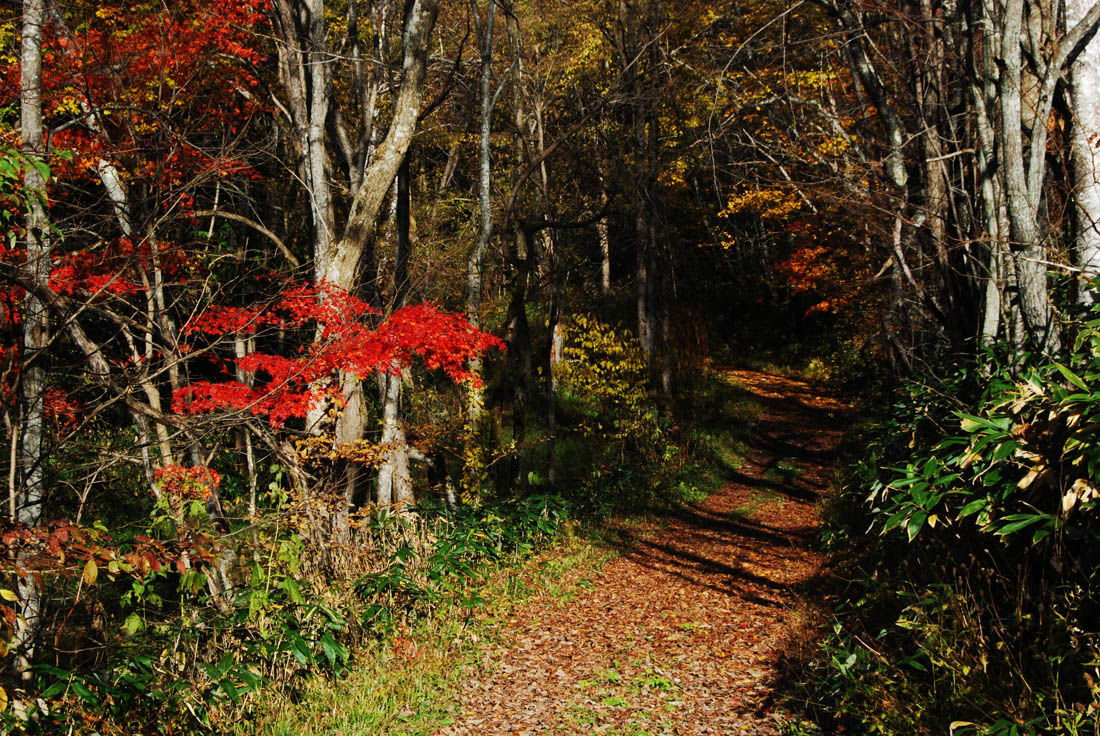 美瑛 風景写真ギャラリーweb制作|旭川市就実地区