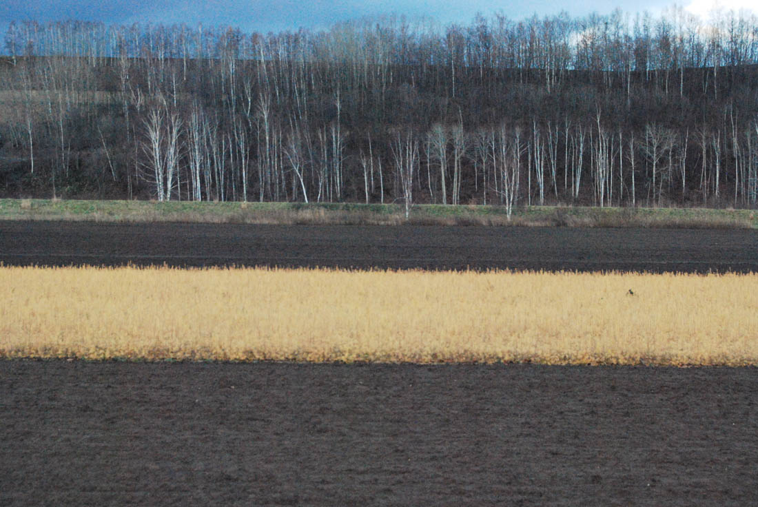 美瑛 風景写真ギャラリーweb制作|白金街道