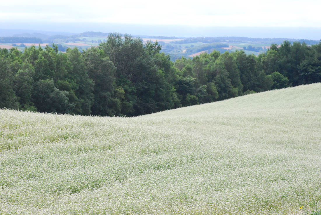 美瑛 風景写真ギャラリーweb制作|北瑛 そばの花