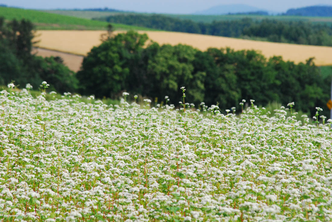 美瑛 風景写真ギャラリーweb制作|ケンとメリーポプラ近く