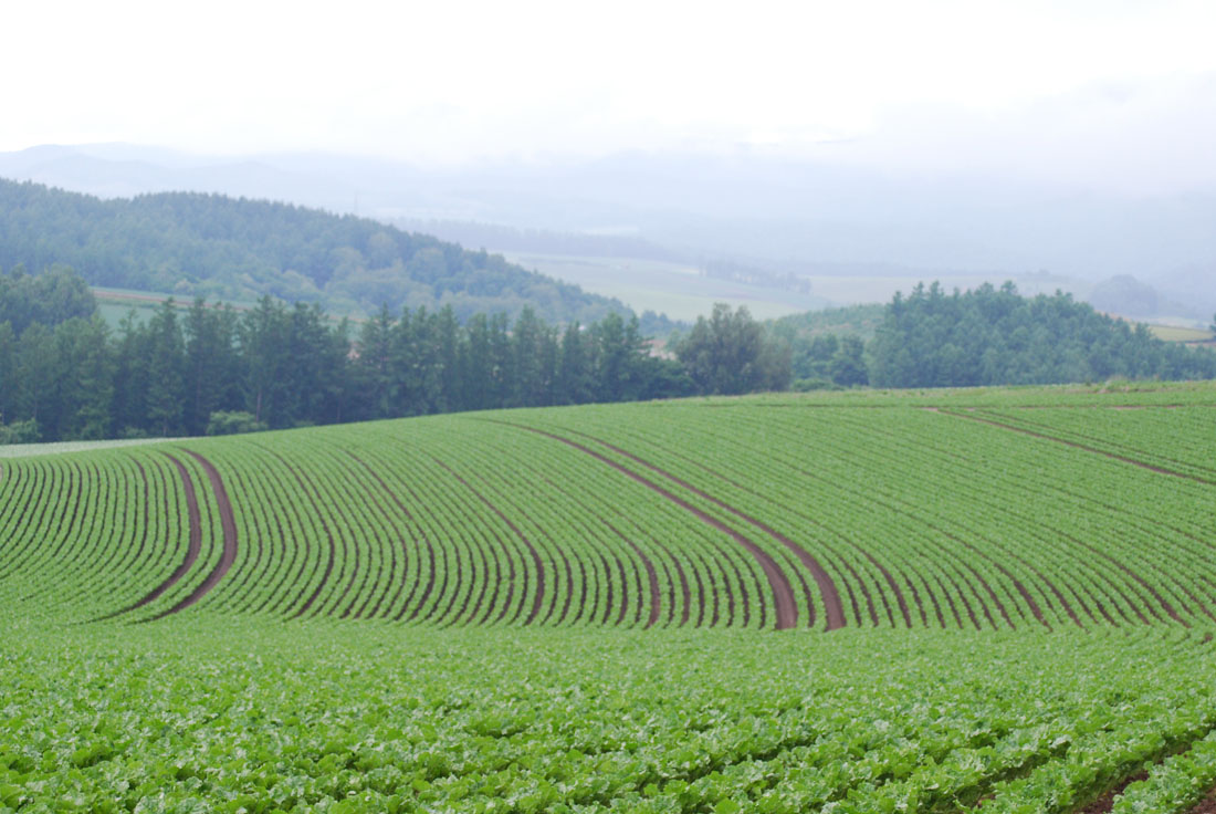 美瑛 風景写真ギャラリーweb制作|セブンスターの木近くにて