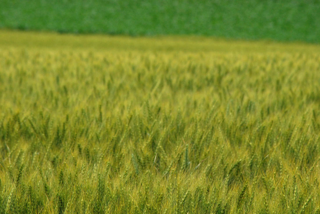 美瑛 風景写真ギャラリーweb制作|少し色づいた麦の穂