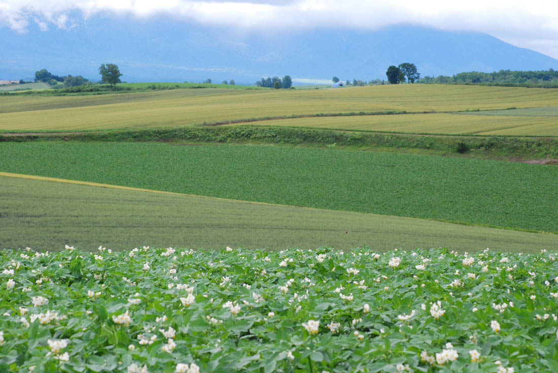 美瑛 風景写真ギャラリーweb制作|北瑛パッチワークの路付近