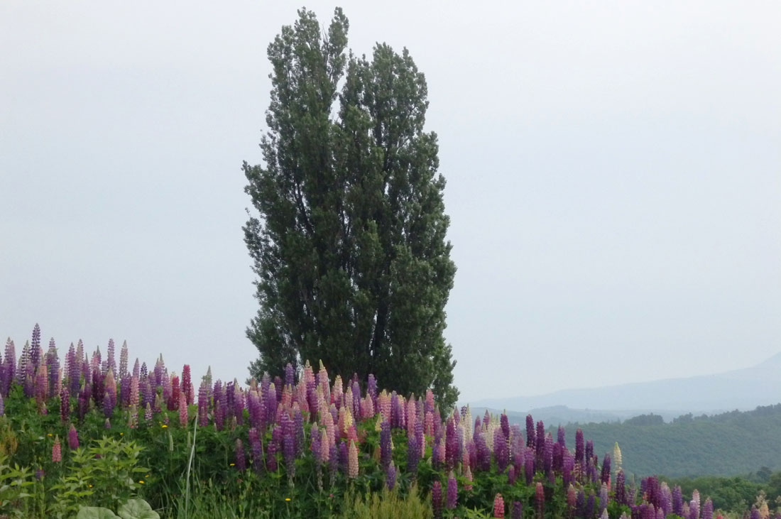 美瑛 風景写真ギャラリーweb制作|ケンとメリーのポプラ前