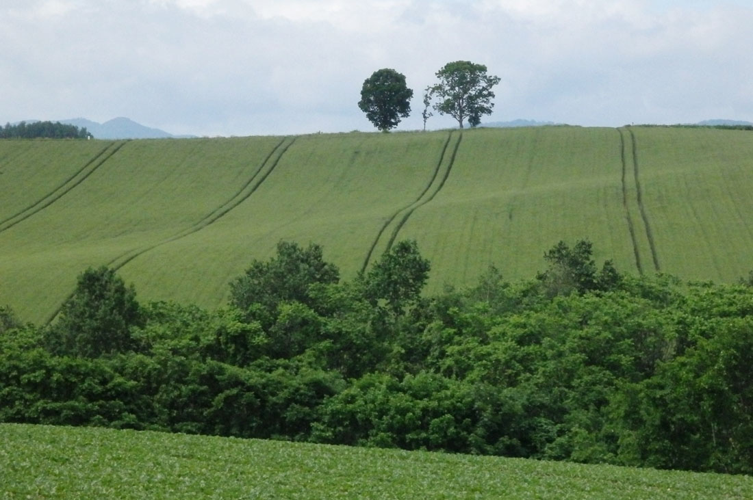 美瑛 風景写真ギャラリーweb制作|パッチワークの路 親子の木