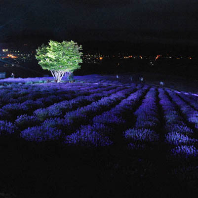 風景写真ギャラリー ふらの ラベンダー特集
