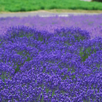 風景写真ギャラリー ふらの ラベンダー特集