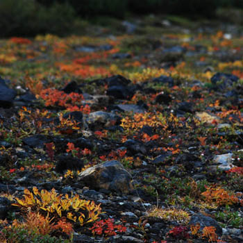風景写真ギャラリー 美瑛四季 大雪紅葉特集