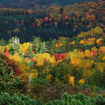 風景写真ギャラリー 美瑛四季 大雪紅葉特集
